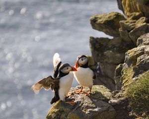 Preview wallpaper puffins, birds, rocks, water