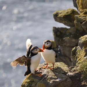 Preview wallpaper puffins, birds, rocks, water