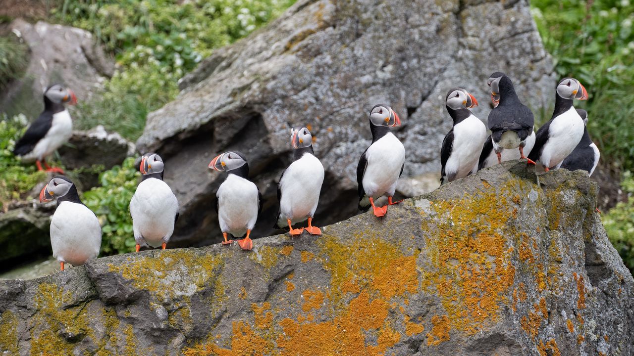 Wallpaper puffins, birds, stone, beaks, wildlife