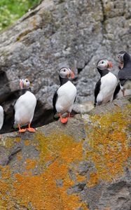 Preview wallpaper puffins, birds, stone, beaks, wildlife