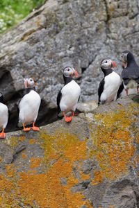 Preview wallpaper puffins, birds, stone, beaks, wildlife