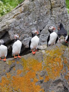 Preview wallpaper puffins, birds, stone, beaks, wildlife