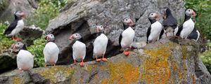 Preview wallpaper puffins, birds, stone, beaks, wildlife