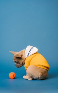 Preview wallpaper pug, dog, ball, pet