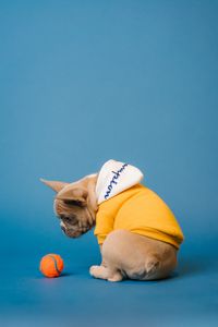 Preview wallpaper pug, dog, ball, pet