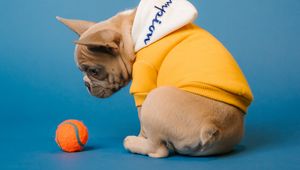 Preview wallpaper pug, dog, ball, pet