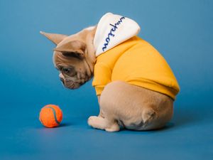 Preview wallpaper pug, dog, ball, pet