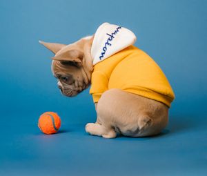 Preview wallpaper pug, dog, ball, pet