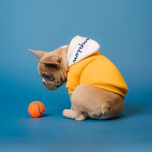 Preview wallpaper pug, dog, ball, pet