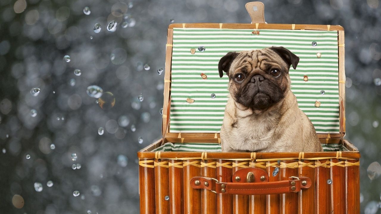 Wallpaper pug, dog, basket, sitting, puppy