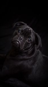 Preview wallpaper pug, dog, black, cute, pet
