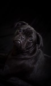 Preview wallpaper pug, dog, black, cute, pet