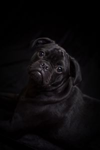 Preview wallpaper pug, dog, black, cute, pet