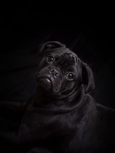 Preview wallpaper pug, dog, black, cute, pet