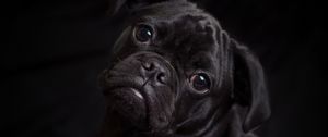 Preview wallpaper pug, dog, black, cute, pet