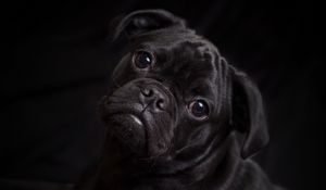 Preview wallpaper pug, dog, black, cute, pet