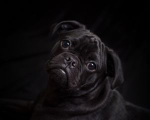 Preview wallpaper pug, dog, black, cute, pet