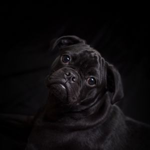 Preview wallpaper pug, dog, black, cute, pet