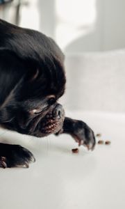 Preview wallpaper pug, dog, black, funny, pet