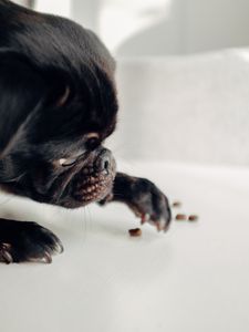 Preview wallpaper pug, dog, black, funny, pet