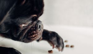 Preview wallpaper pug, dog, black, funny, pet