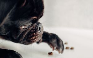 Preview wallpaper pug, dog, black, funny, pet
