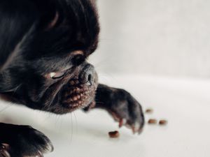 Preview wallpaper pug, dog, black, funny, pet