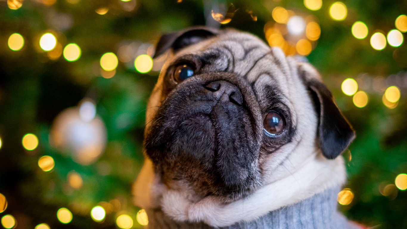 Download wallpaper 1366x768 pug, dog, cute, tree, new year tablet, laptop  hd background