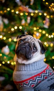 Preview wallpaper pug, dog, cute, tree, new year
