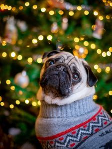 Preview wallpaper pug, dog, cute, tree, new year