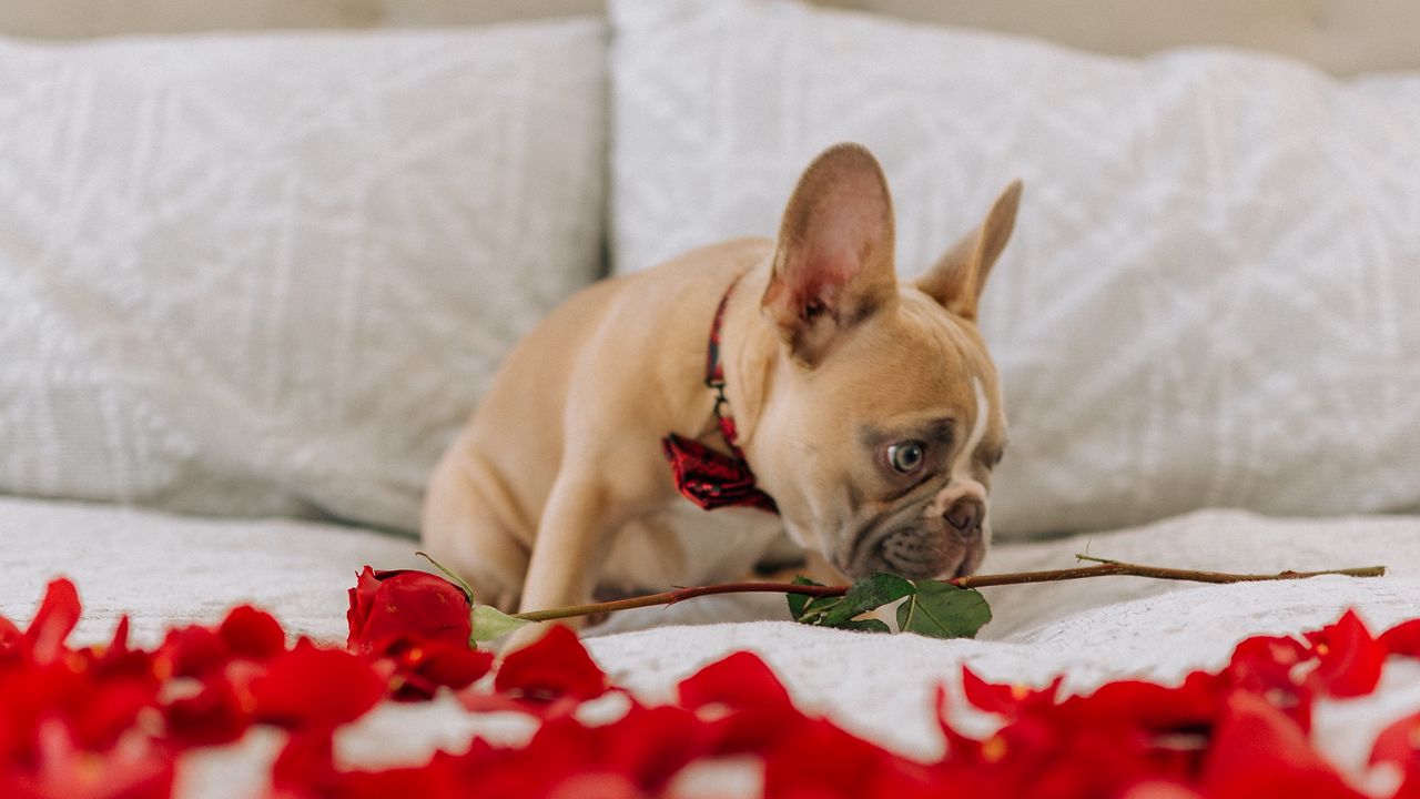 Wallpaper pug, dog, cute, rose, petals