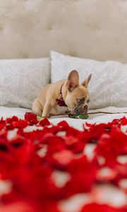 Preview wallpaper pug, dog, cute, rose, petals