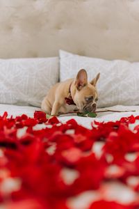 Preview wallpaper pug, dog, cute, rose, petals