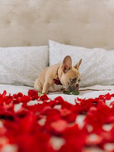 Preview wallpaper pug, dog, cute, rose, petals