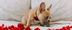Preview wallpaper pug, dog, cute, rose, petals