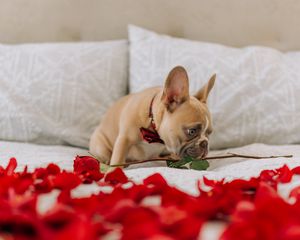 Preview wallpaper pug, dog, cute, rose, petals