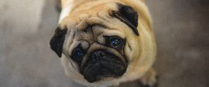 Preview wallpaper pug, dog, cute, aerial view