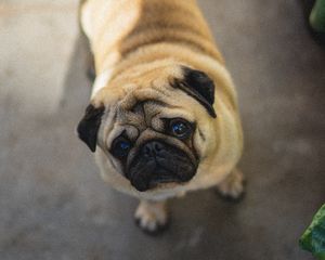 Preview wallpaper pug, dog, cute, aerial view