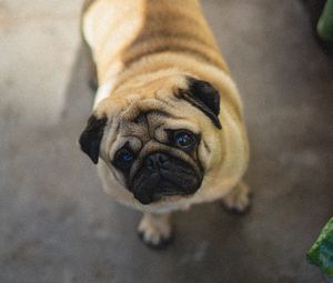 Preview wallpaper pug, dog, cute, aerial view