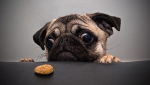 Preview wallpaper pug, dog, face, sadness, cookies