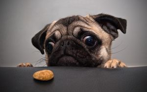 Preview wallpaper pug, dog, face, sadness, cookies