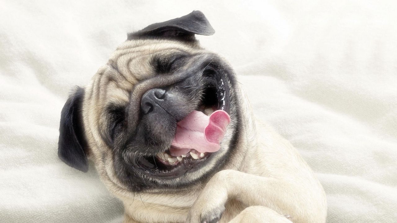 Wallpaper pug, dog, face, happy, protruding tongue