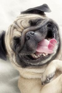 Preview wallpaper pug, dog, face, happy, protruding tongue