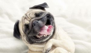 Preview wallpaper pug, dog, face, happy, protruding tongue