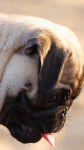 Preview wallpaper pug, dog, face, profile