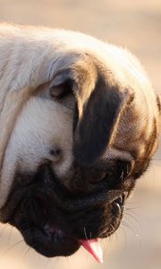 Preview wallpaper pug, dog, face, profile