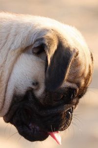 Preview wallpaper pug, dog, face, profile