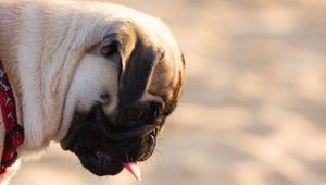 Preview wallpaper pug, dog, face, profile