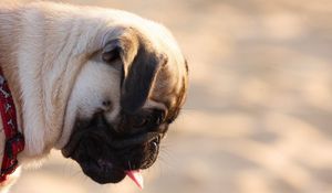 Preview wallpaper pug, dog, face, profile