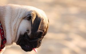 Preview wallpaper pug, dog, face, profile